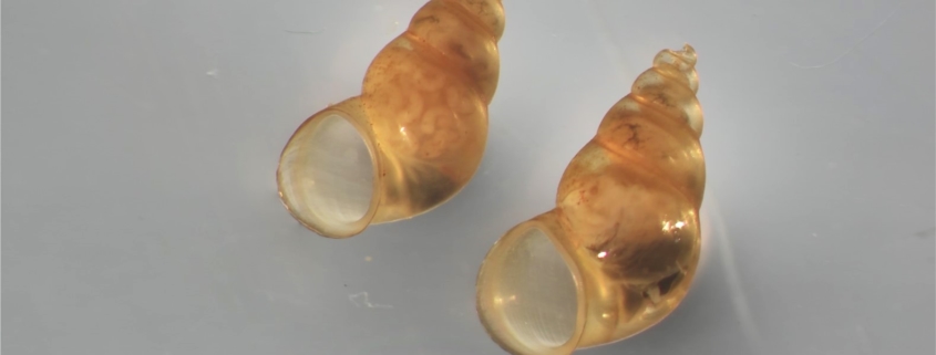 Neuseeländer Zwergdeckelschnecke